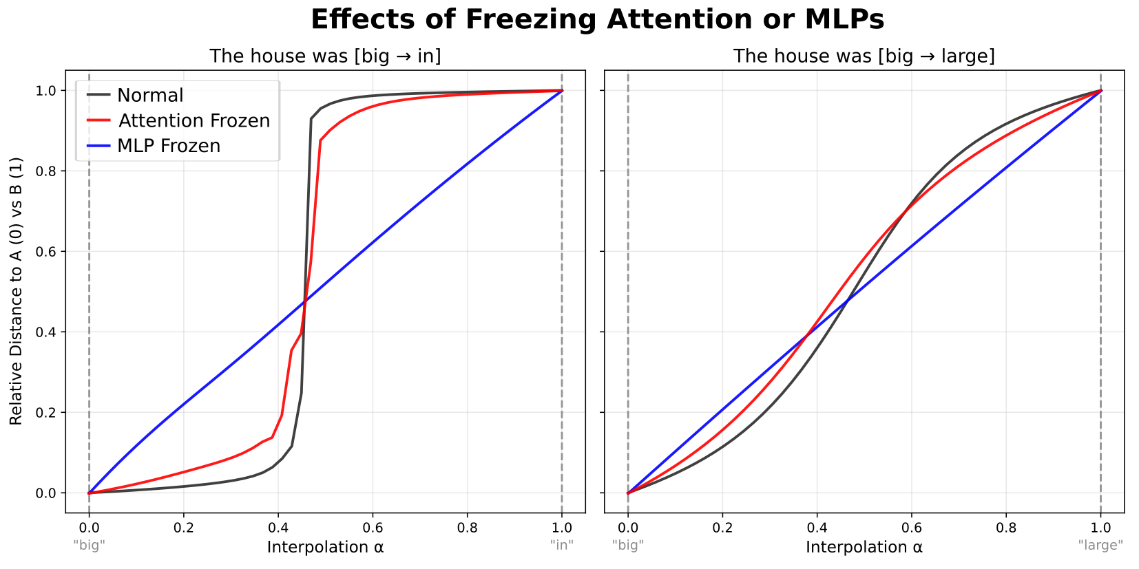 MLP vs attention freezing