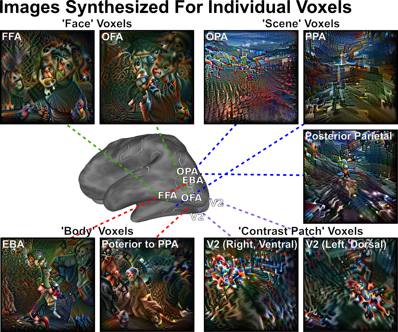 Understanding and Controlling the Brain with Feature Visualization