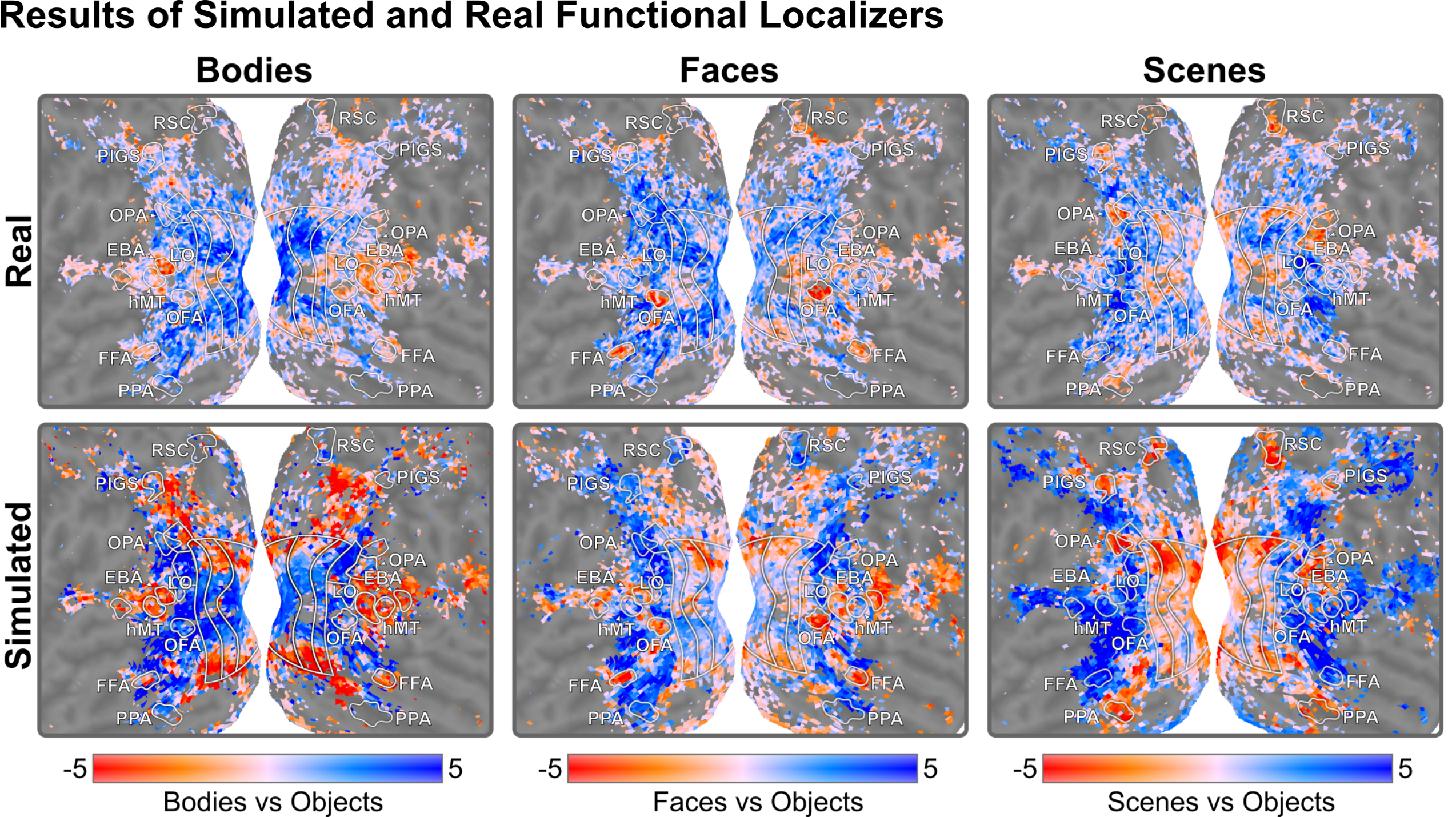 Category selectivity contrasts